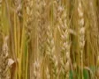 Golden Wheat Heads SD Footage