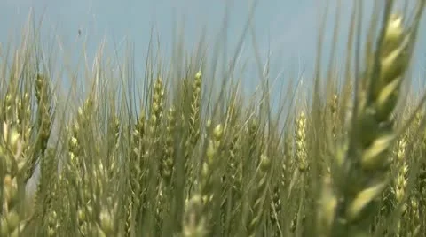 Golden Wheat Moving Close Up Video stock 12585673