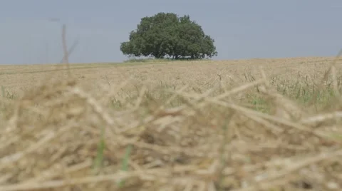Golden wheat with an oak tree at the background Stock Footage 43863208