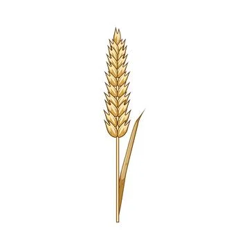 Golden wheat or rye ear illustrating agriculture and harvest Stock Illustration