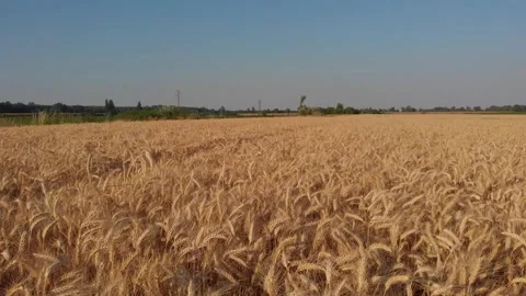 Golden wheat panorama 4 Stock Footage 301070800