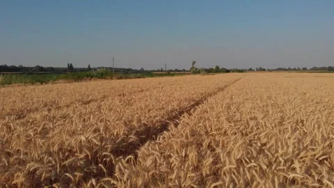 Golden wheat panorama 5 Stock Footage 301070747
