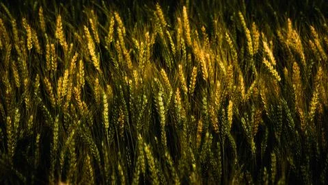 Golden wheat pattern on farm in summer. Stock Photos