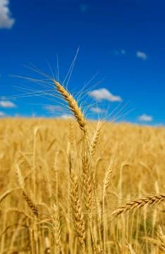Golden wheat Stock Photos
