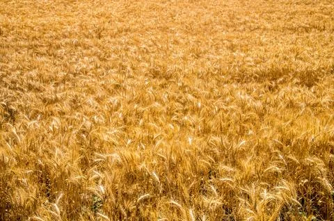 Golden wheat Foto stock