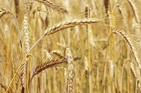 Golden wheat Stock Photos