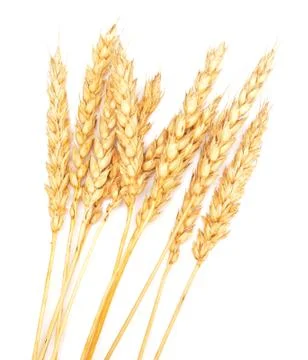 Golden wheat Stock Photos
