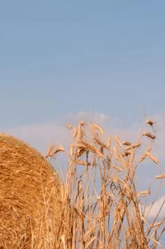 Golden wheat Stock Photos