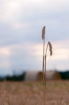 Golden wheat Stock Photos