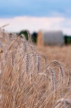 Golden wheat Stock Photos