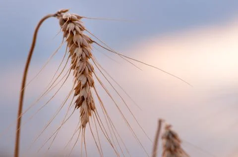 Golden wheat Stock Photos