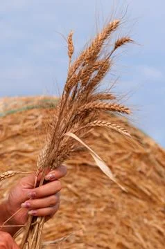 Golden wheat Stock Photos
