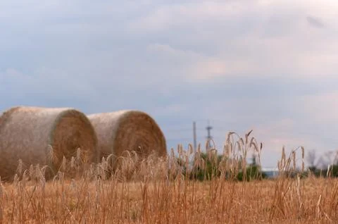 Golden wheat Stock Photos
