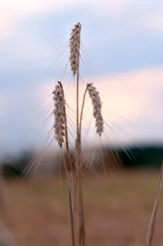Golden wheat Stock Photos