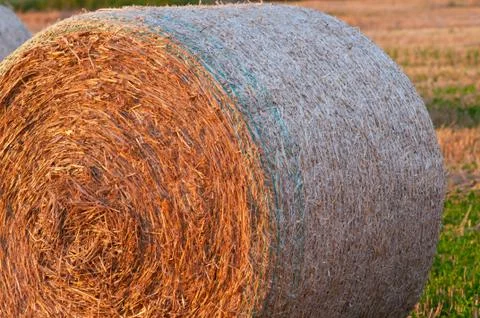 Golden wheat Stock Photos