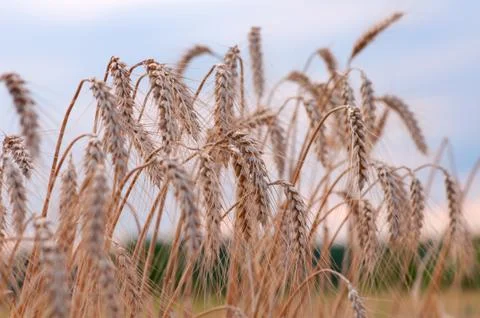 Golden wheat Stock Photos