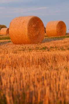 Golden wheat Stock Photos
