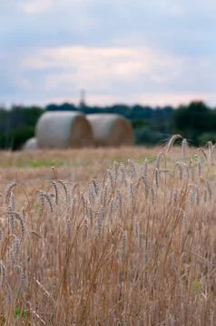 Golden wheat Stock Photos