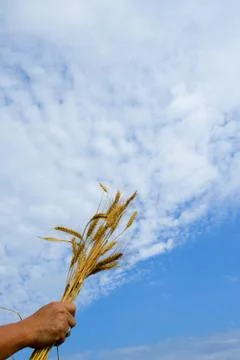 Golden wheat Stock Photos