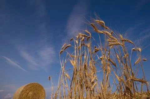 Golden wheat Stock Photos