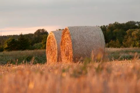 Golden wheat Stock Photos