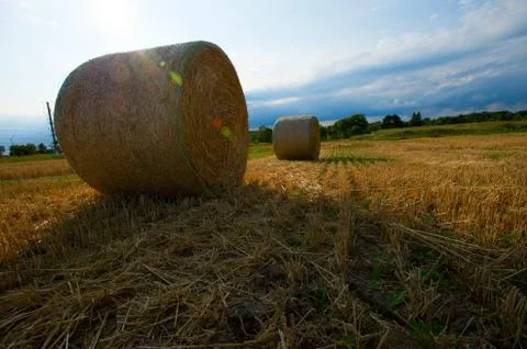Golden wheat Stock Photos