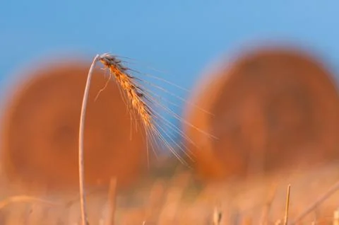 Golden wheat Stock Photos
