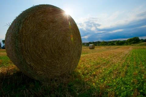 Golden wheat Stock Photos