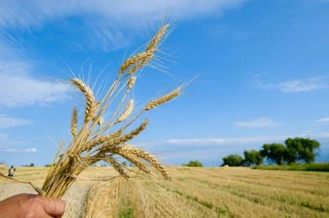 Golden wheat Stock Photos