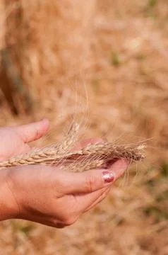 Golden wheat Stock Photos