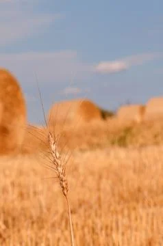 Golden wheat Stock Photos