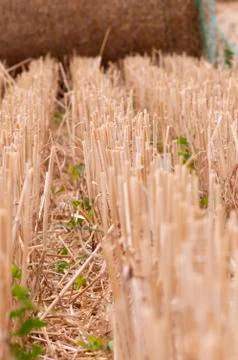 Golden wheat Stock Photos