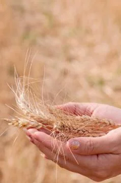 Golden wheat Stock Photos