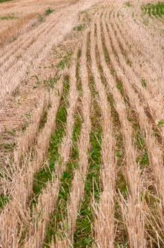 Golden wheat Stock Photos