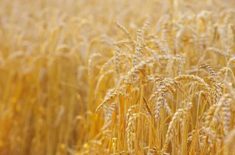 Golden wheat Stock-Fotos