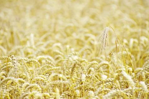 Golden wheat Stock Photos