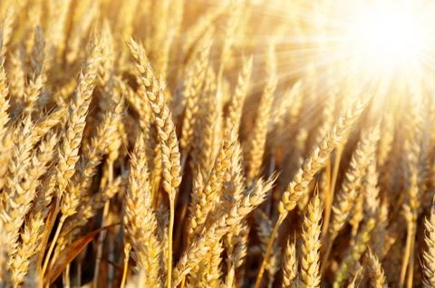 Golden wheat  Foto stock