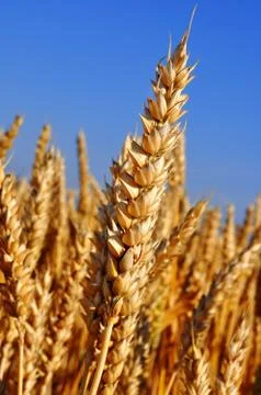 Golden wheat Stock Photos