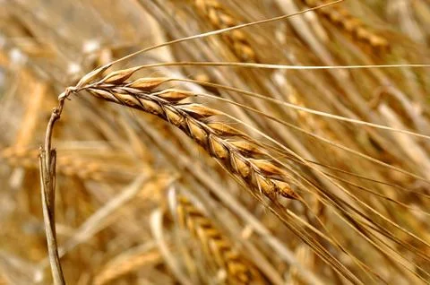 Golden wheat  Stock Photos