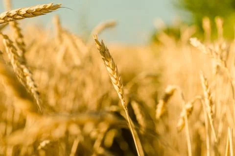 Golden wheat Foto stock