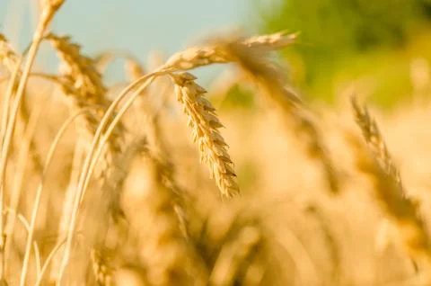 Golden wheat Stock Photos