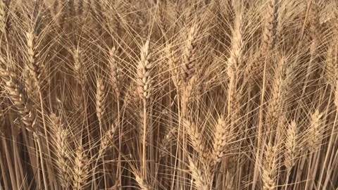 Golden wheat  with ripe ears in close up blowing in the wind in field Stock Footage 156342753