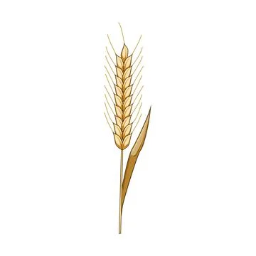Golden wheat rye cereal grain agriculture plant イラスト素材