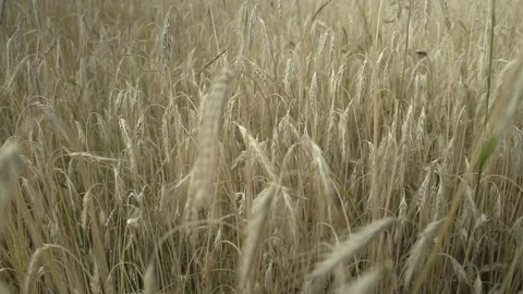 Golden wheat spikelets waved by light wind on field closeup Stock Footage 139443687