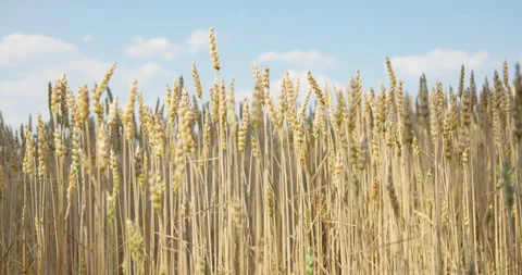 Golden wheat stalks upright in a sunny field below scattered clouds, 8K Stock Footage 339241753