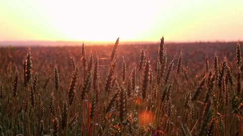 Golden Wheat in Sunlight with Blurred Field Loop Stock Footage 311580901