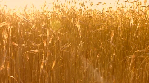 Golden wheat at sunset Stock Footage 51924325