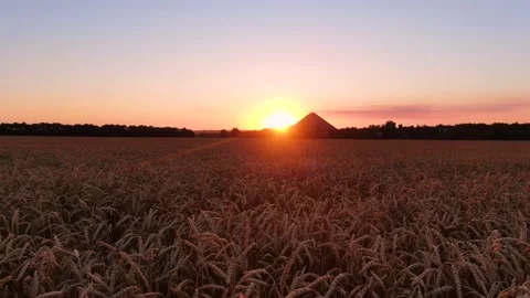 Golden wheat at sunset Stock Footage 138417046