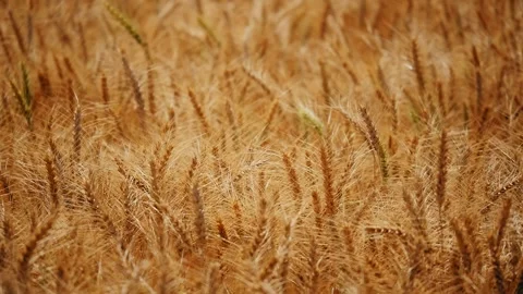 Golden Wheat Swaying in Synchronized Motion Stock Footage 333346219