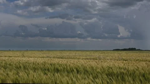 Golden wheat sways in the wind beneath a grey, cloudy sky. Stock Footage 314625687
